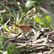 White-whiskered Spinetail