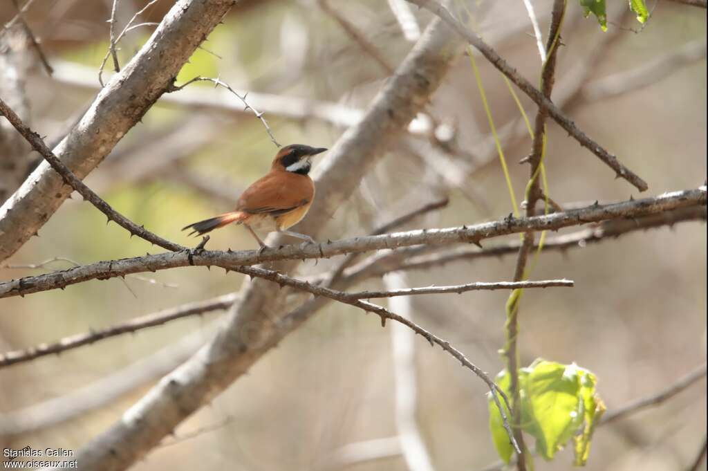 White-whiskered Spinetailadult, identification