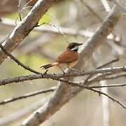 White-whiskered Spinetail