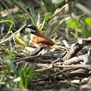 White-whiskered Spinetail