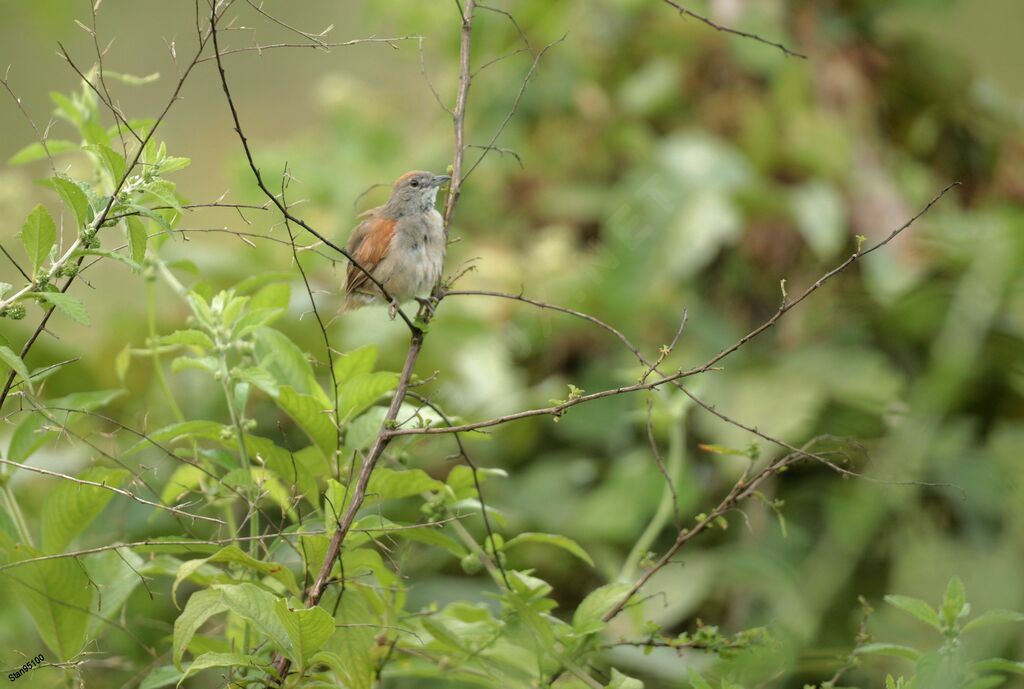 Pale-breasted Spinetail male adult