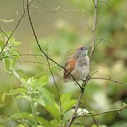 Pale-breasted Spinetail