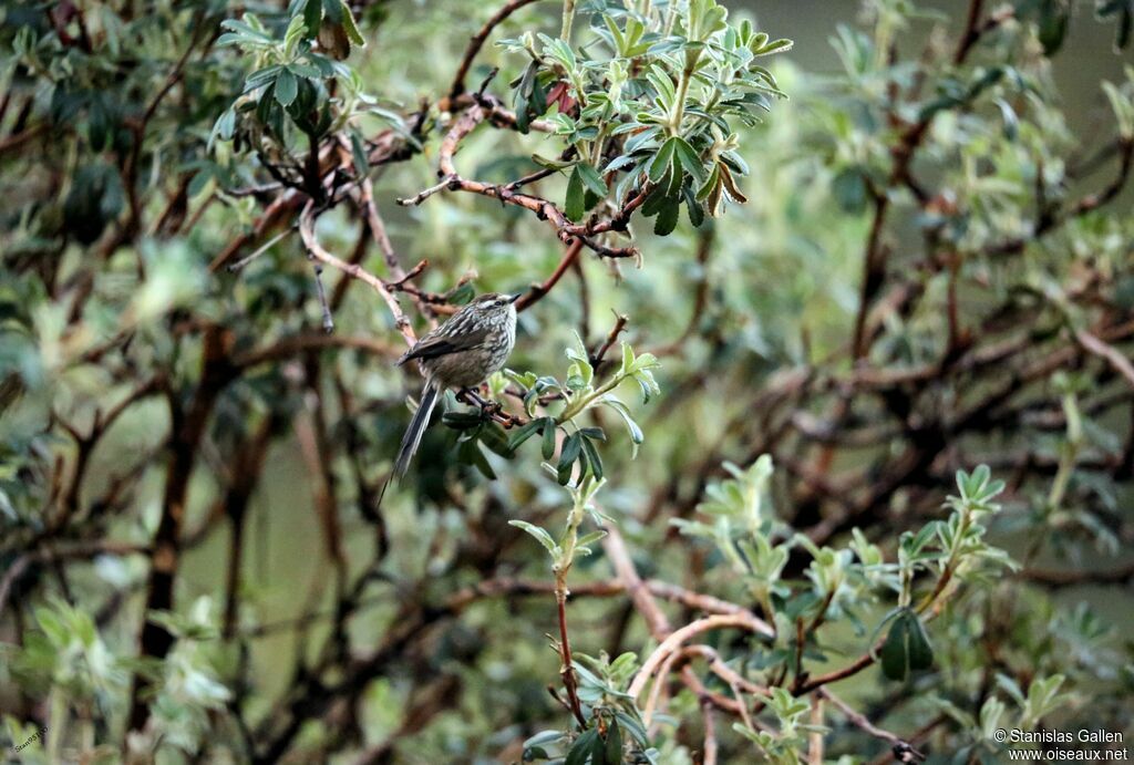 Andean Tit-Spinetailadult