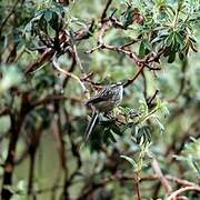 Andean Tit-Spinetail