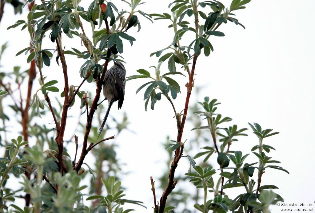 Andean Tit-Spinetail