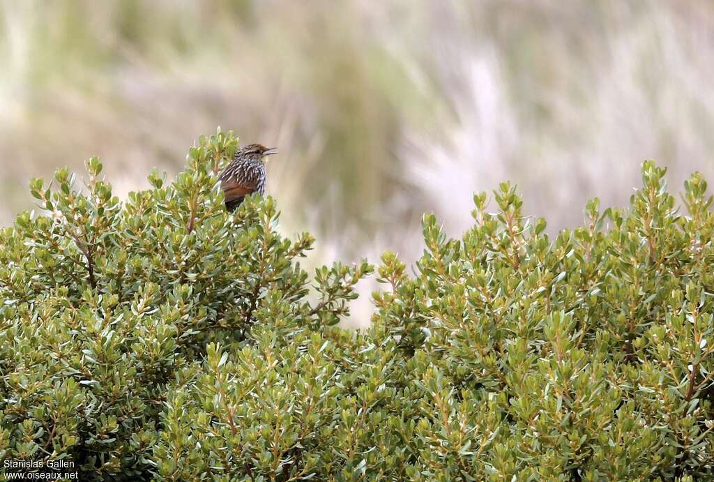 Many-striped Canastero male adult, habitat, song