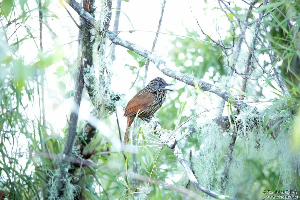 Many-striped Canasteroadult breeding, song