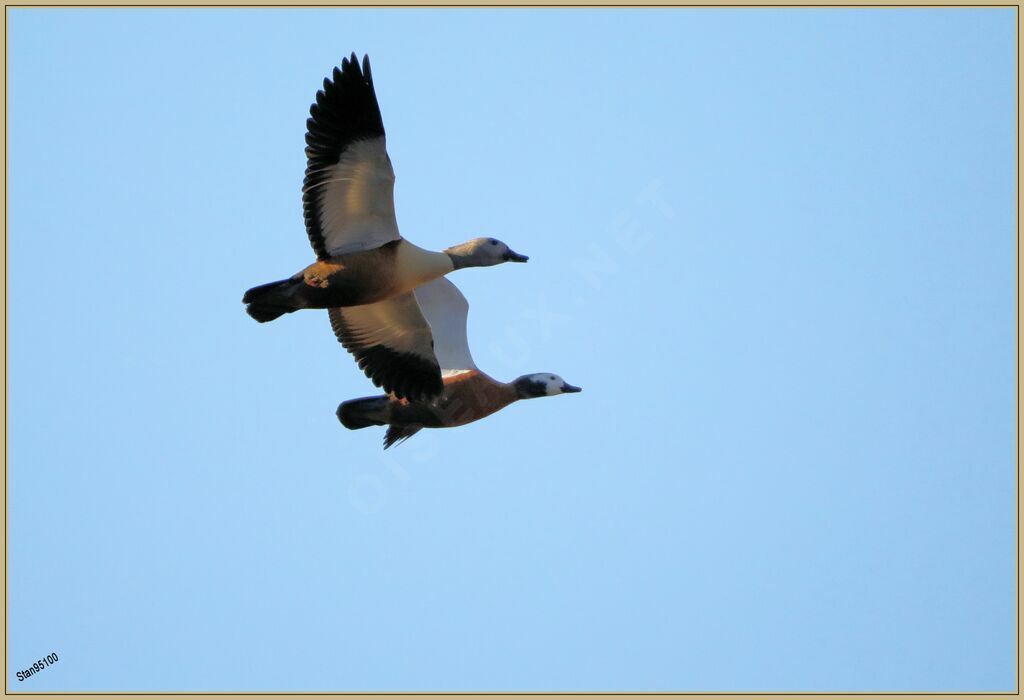 South African Shelduckadult, Flight