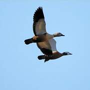 South African Shelduck