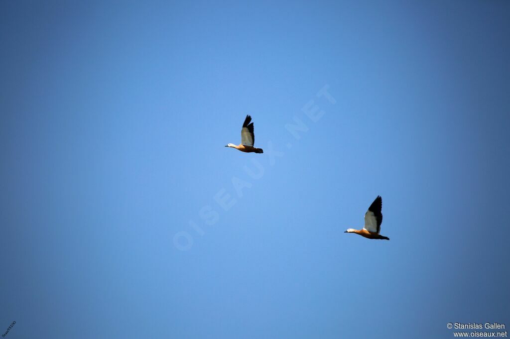 Ruddy Shelduckadult, Flight