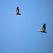 Ruddy Shelduck