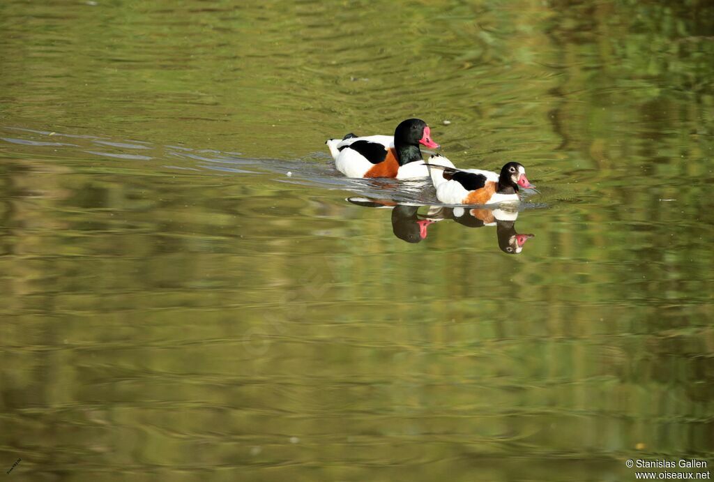 Common Shelduckadult breeding, swimming