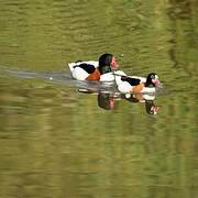 Common Shelduck