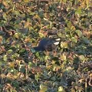 African Swamphen