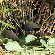 Allen's Gallinule