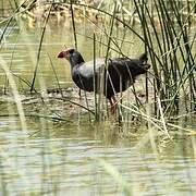 Western Swamphen