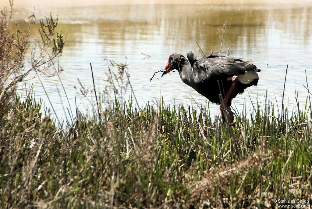 Western Swamphenadult breeding, walking, Reproduction-nesting