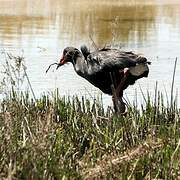 Western Swamphen