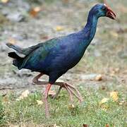 Western Swamphen