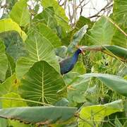 Purple Gallinule