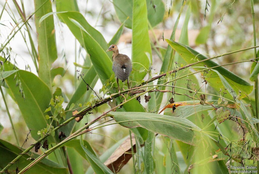 Purple Gallinulejuvenile