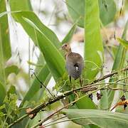 Purple Gallinule