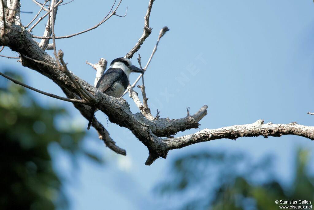 White-necked Puffbirdadult