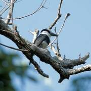 White-necked Puffbird