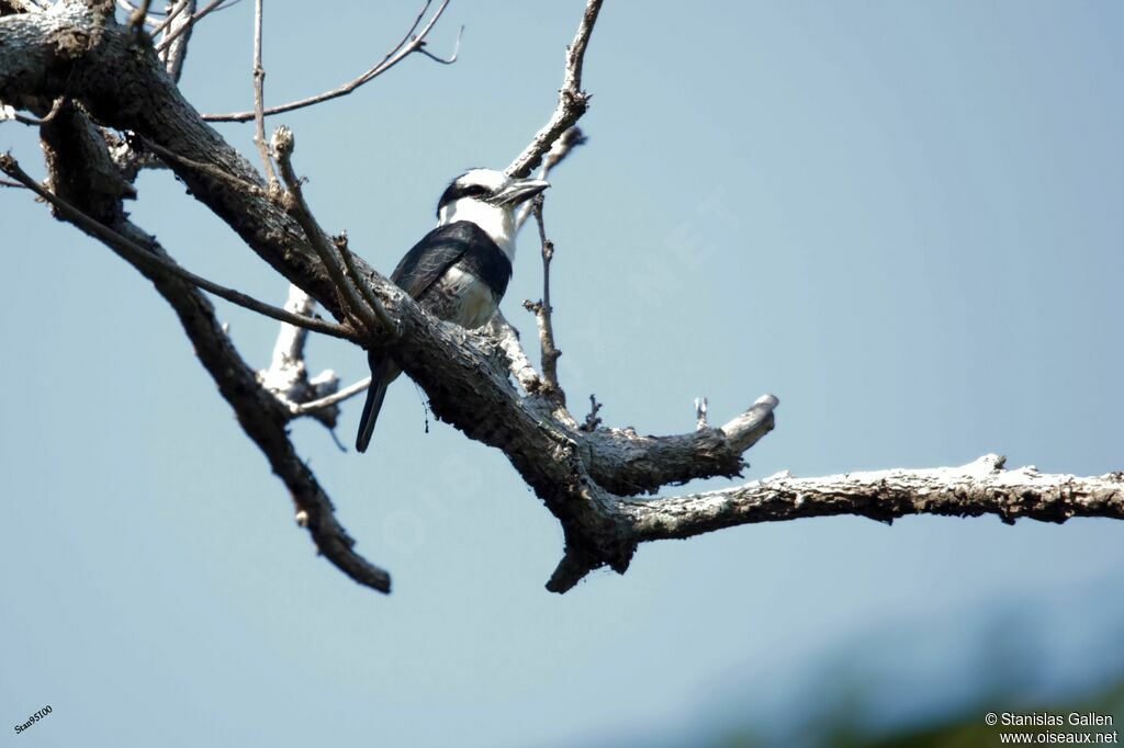 White-necked Puffbirdadult