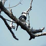 White-necked Puffbird