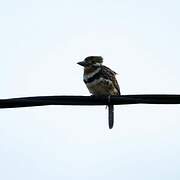 Russet-throated Puffbird