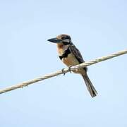 Russet-throated Puffbird