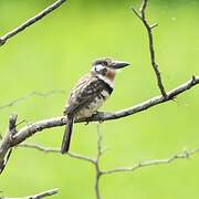 Russet-throated Puffbird