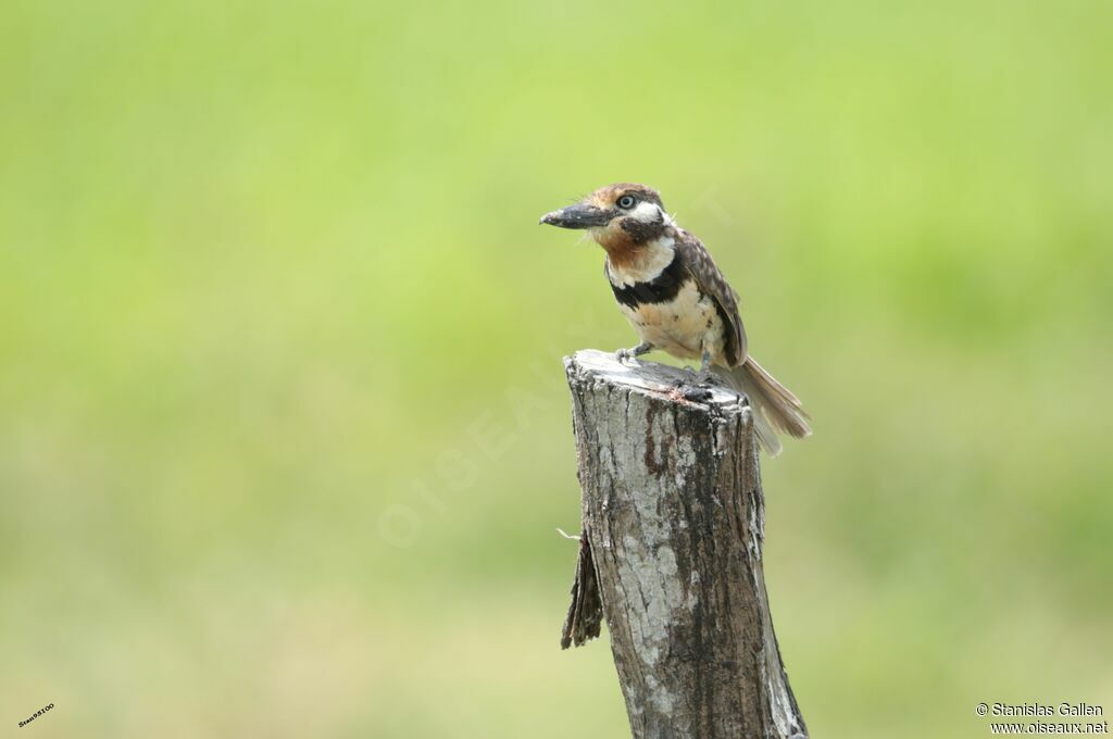 Russet-throated Puffbirdadult