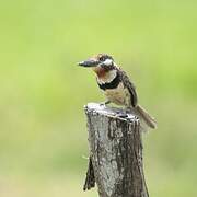 Russet-throated Puffbird