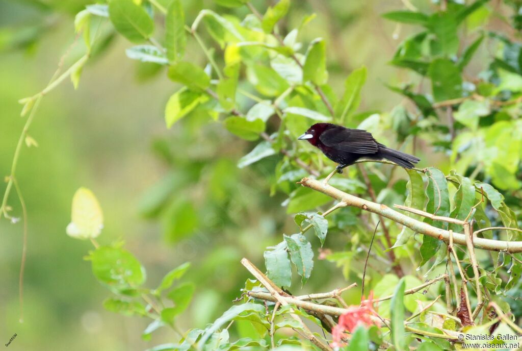 Silver-beaked Tanager male adult breeding