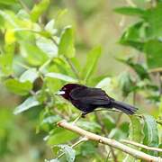 Silver-beaked Tanager