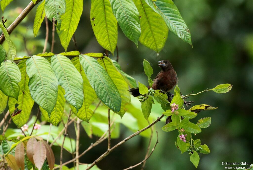 Silver-beaked Tanager