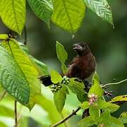 Silver-beaked Tanager