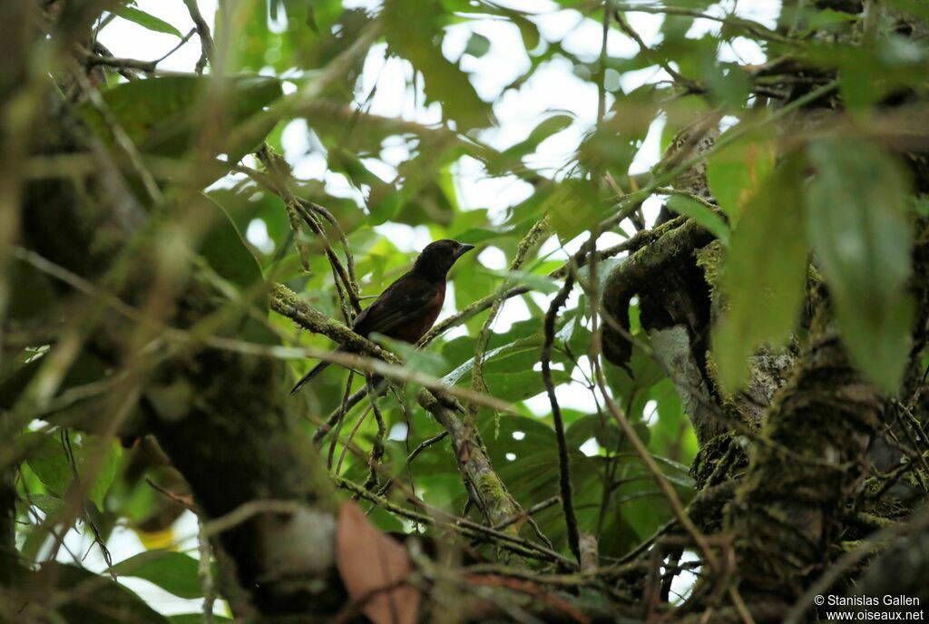 Silver-beaked Tanagerjuvenile