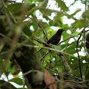 Silver-beaked Tanager