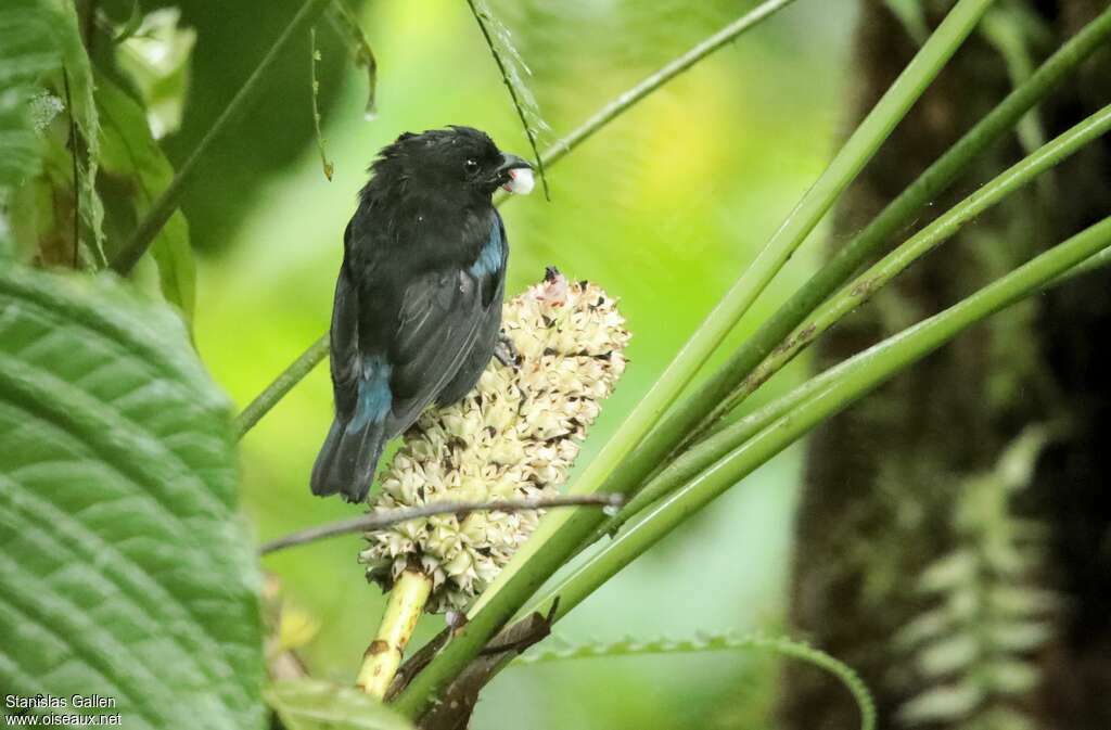 Black-and-gold Tanageradult, eats