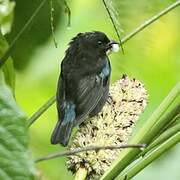 Black-and-gold Tanager