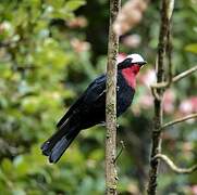 White-capped Tanager