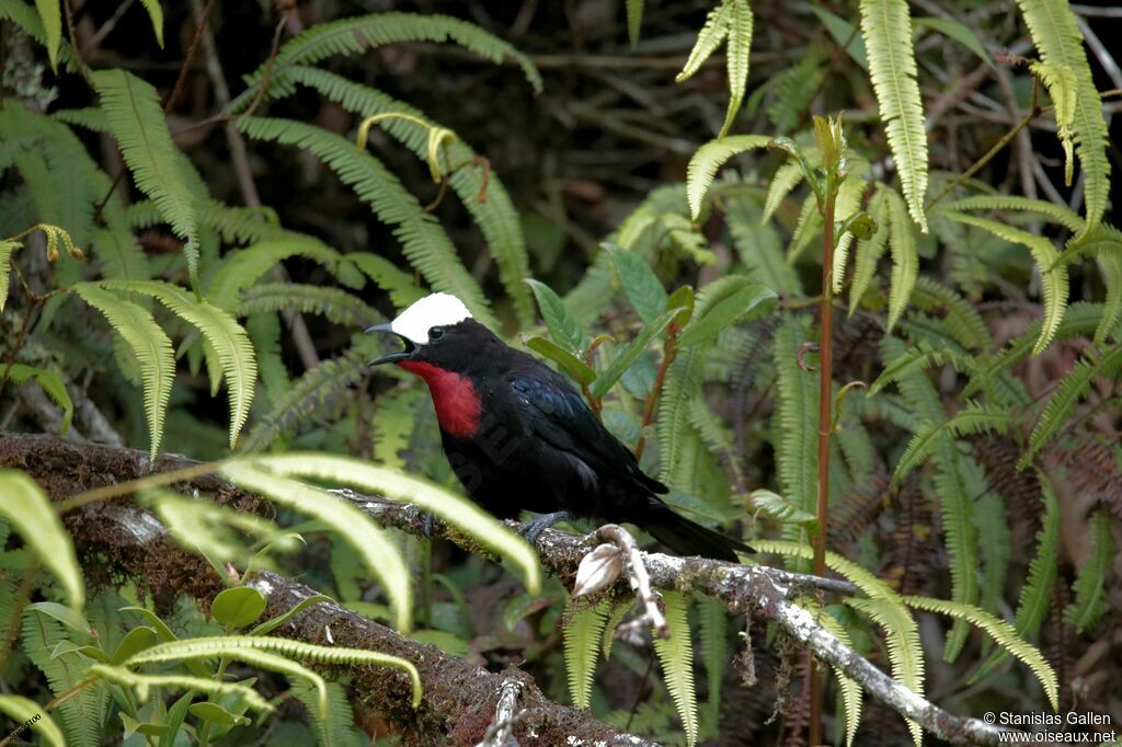 White-capped Tanager male adult breeding, courting display, song