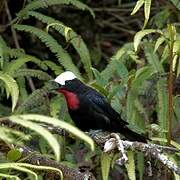 White-capped Tanager