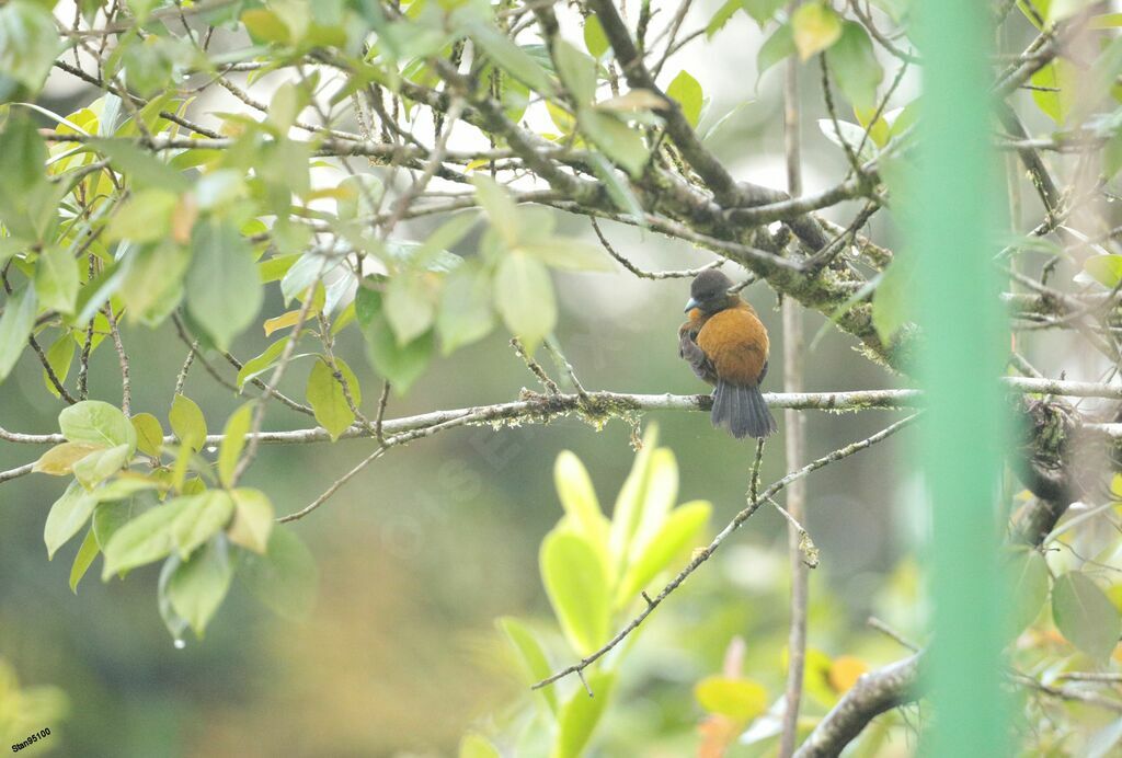 Scarlet-rumped Tanager female adult