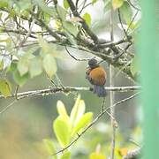 Scarlet-rumped Tanager