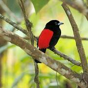 Scarlet-rumped Tanager