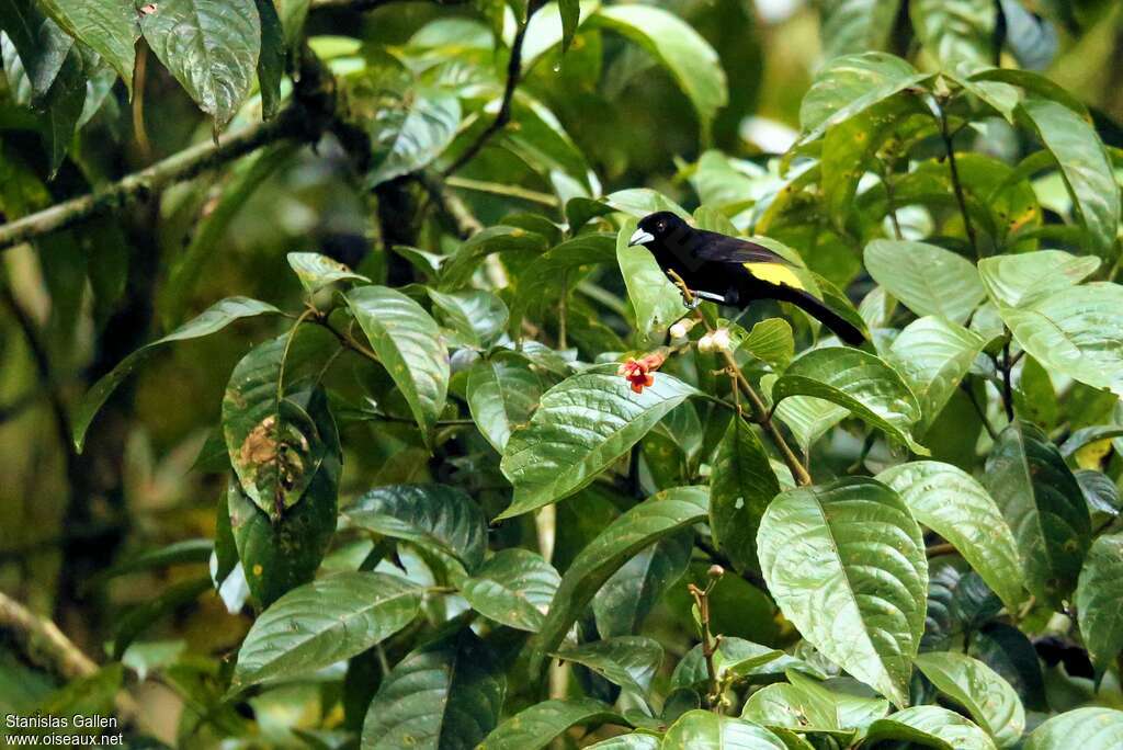 Tangara à dos citron mâle adulte, habitat